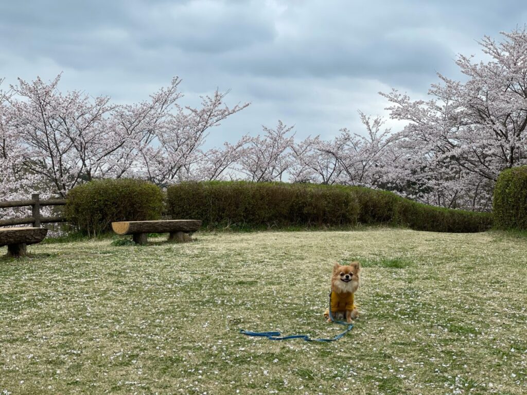 酒々井総合公園の桜
